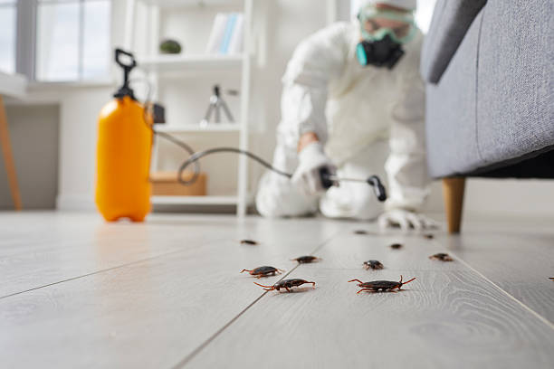 Commercial Kitchen Cockroach Control in Questa